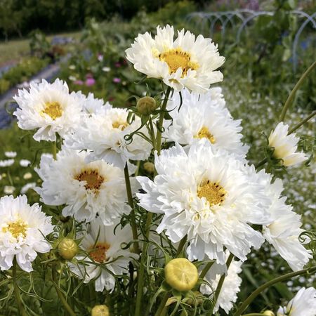 Snow Puff, Cosmo Seeds - Packet image number null